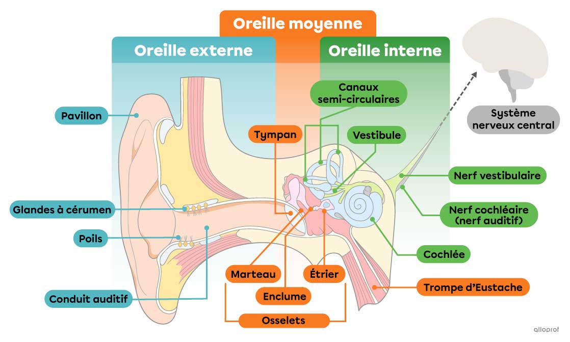schéma anatomie oreille, shéma de l'oreille